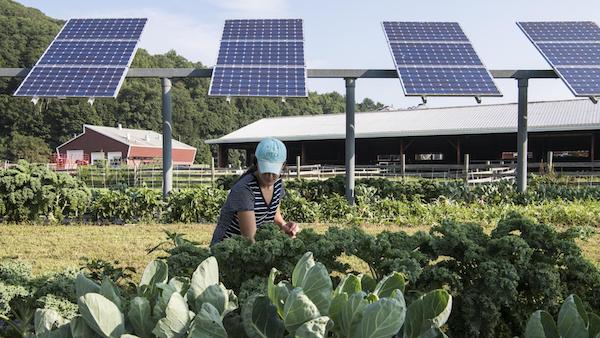 mujer cosechando nopales en una granja de paneles solares con energía agrovoltaica
