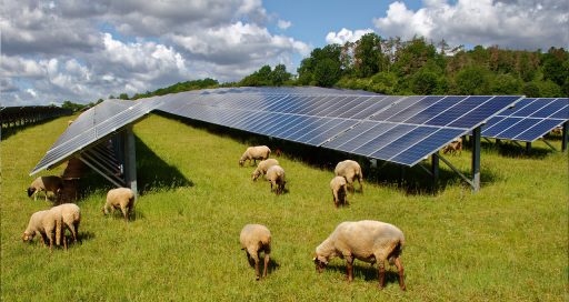 Vacas pastando a un lado de paneles solares que sirven como energía agrovoltaica
