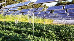 ¿Qué Es La Energía Agrovoltaica O Cosecha Bajo Paneles Solares?