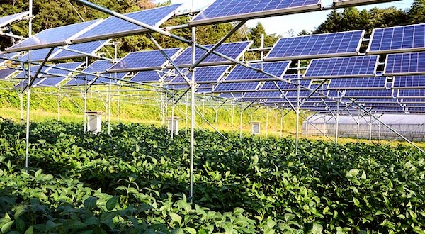 sistemas agrovoltaicos de cosechas bajo paneles solares