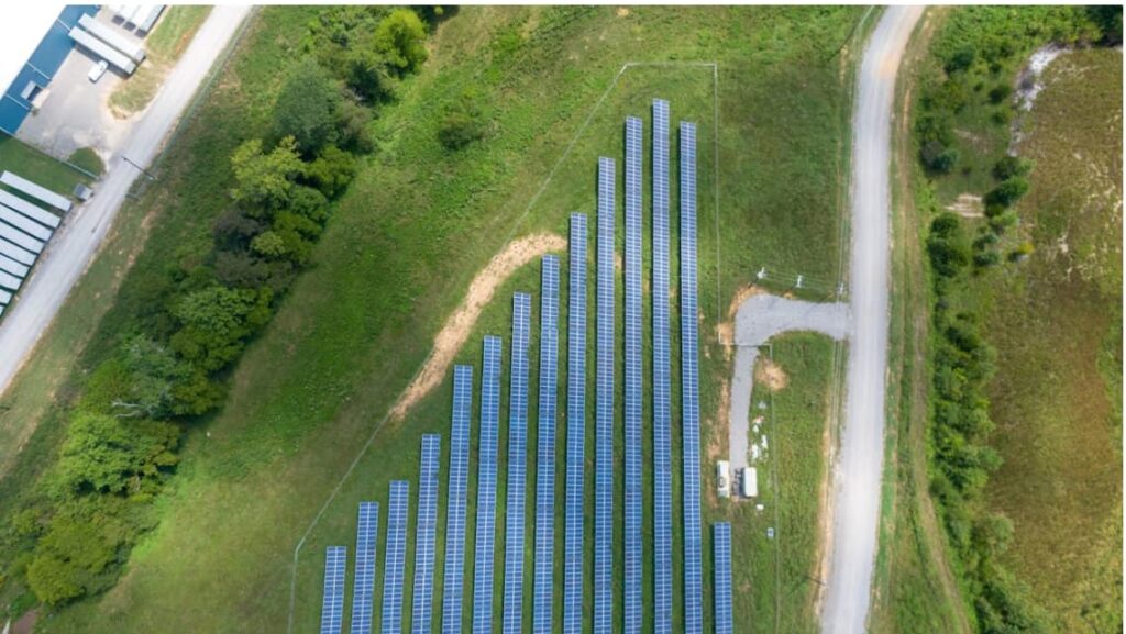 Ovejas y paneles solares